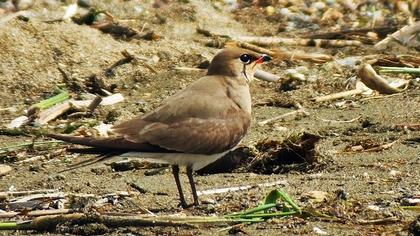 Bataklıkkırlangıcı