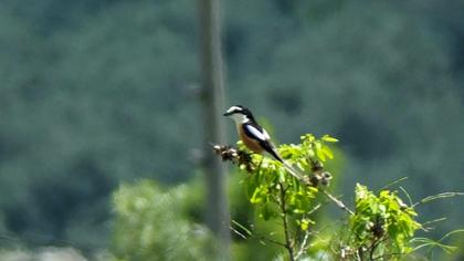 Maskeli örümcekkuşu