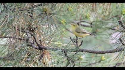Icterine Warbler