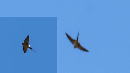 Kızıl kırlangıç