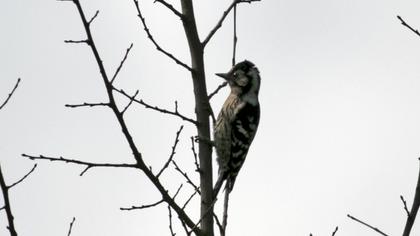 Küçük ağaçkakan