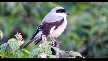 Lesser Grey Shrike