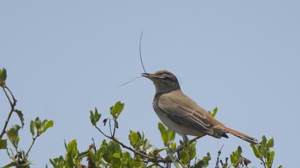 Rufous-tailed Scrub Robin