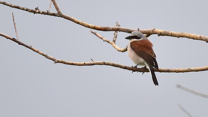 Kızılsırtlı örümcekkuşu