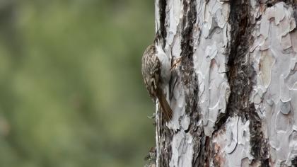 Bahçe tırmaşıkkuşu