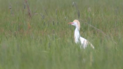 Sığır balıkçılı