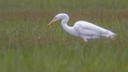 Büyük ak balıkçıl