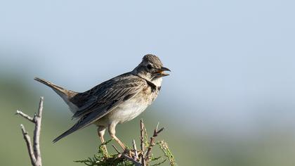 Calandra Lark