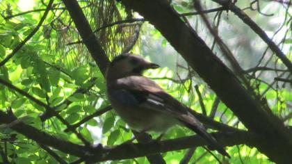 Eurasian Jay