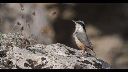 Büyük kaya sıvacısı