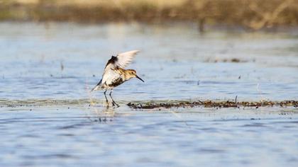 Karakarınlı kumkuşu