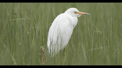 Sığır balıkçılı