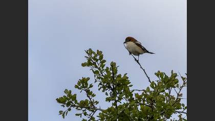 Woodchat Shrike