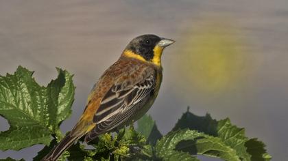 Karabaşlı kirazkuşu