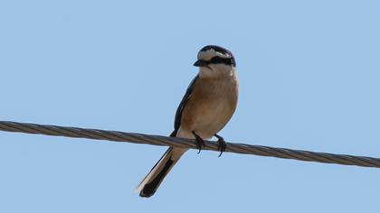 Maskeli örümcekkuşu