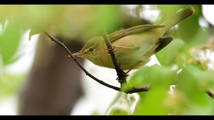 Çalı kamışçını