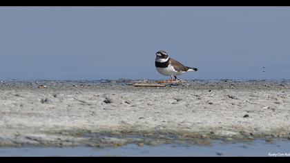 Common Ringed Plover