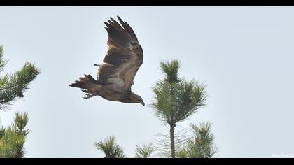 Küçük orman kartalı