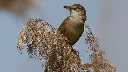 Büyük kamışçın