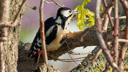 Orman alaca ağaçkakanı
