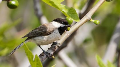 Akyanaklı baştankara