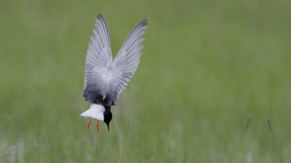 White-winged Tern
