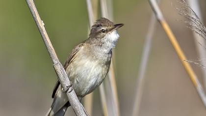 Great Reed Warbler