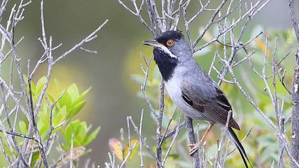 Karaboğazlı ötleğen