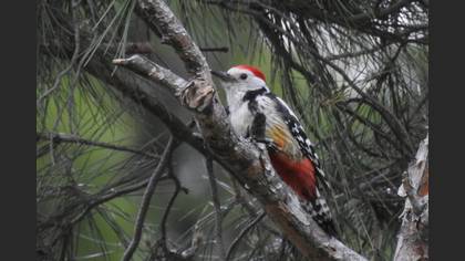 Middle Spotted Woodpecker