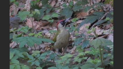 European Green Woodpecker