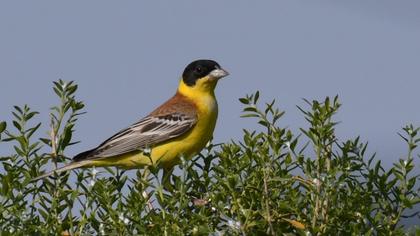 Karabaşlı kirazkuşu