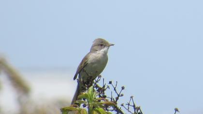 Akgerdanlı ötleğen