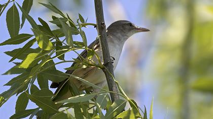 Great Reed Warbler