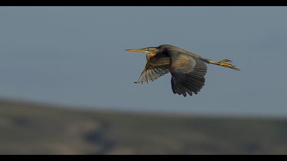 Erguvani balıkçıl