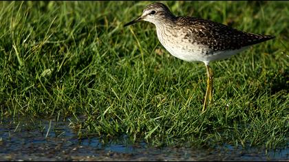 Orman düdükçünü