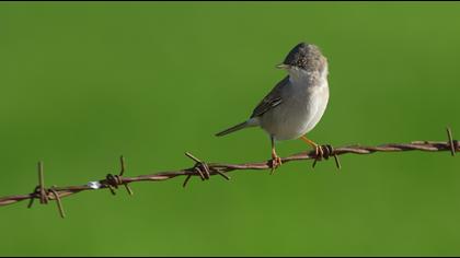 Akgerdanlı ötleğen