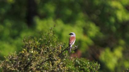 Kızılsırtlı örümcekkuşu