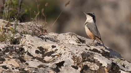 Büyük kaya sıvacısı