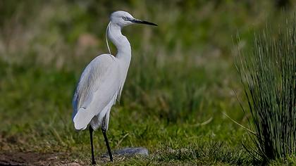 Küçük ak balıkçıl