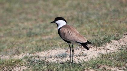 Spur-winged Lapwing