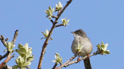 Akgerdanlı ötleğen
