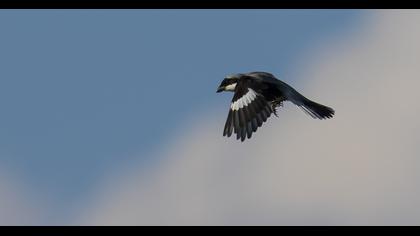 Karaalınlı örümcekkuşu