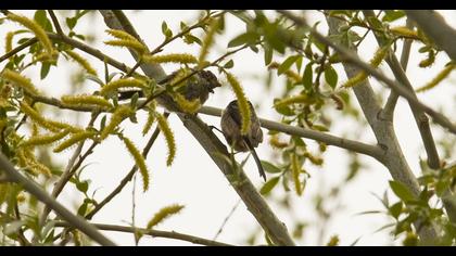 Uzunkuyruklu baştankara