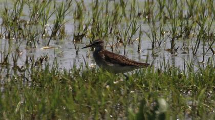 Orman düdükçünü