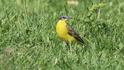 Sarı kuyruksallayan