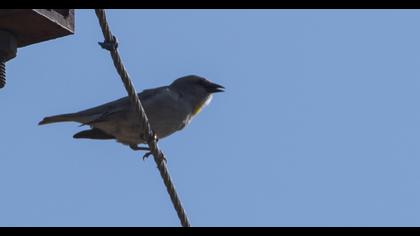 Sarıboğazlı serçe