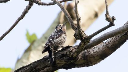 Küçük ağaçkakan