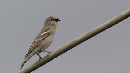 Sarıboğazlı serçe