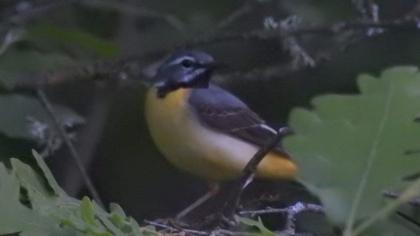 Dağ kuyruksallayanı