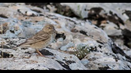 Pale Rockfinch
